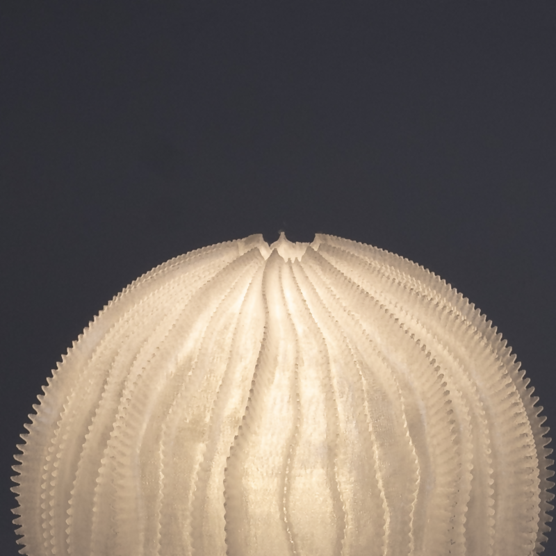 Urchin Lamp Studio Stars