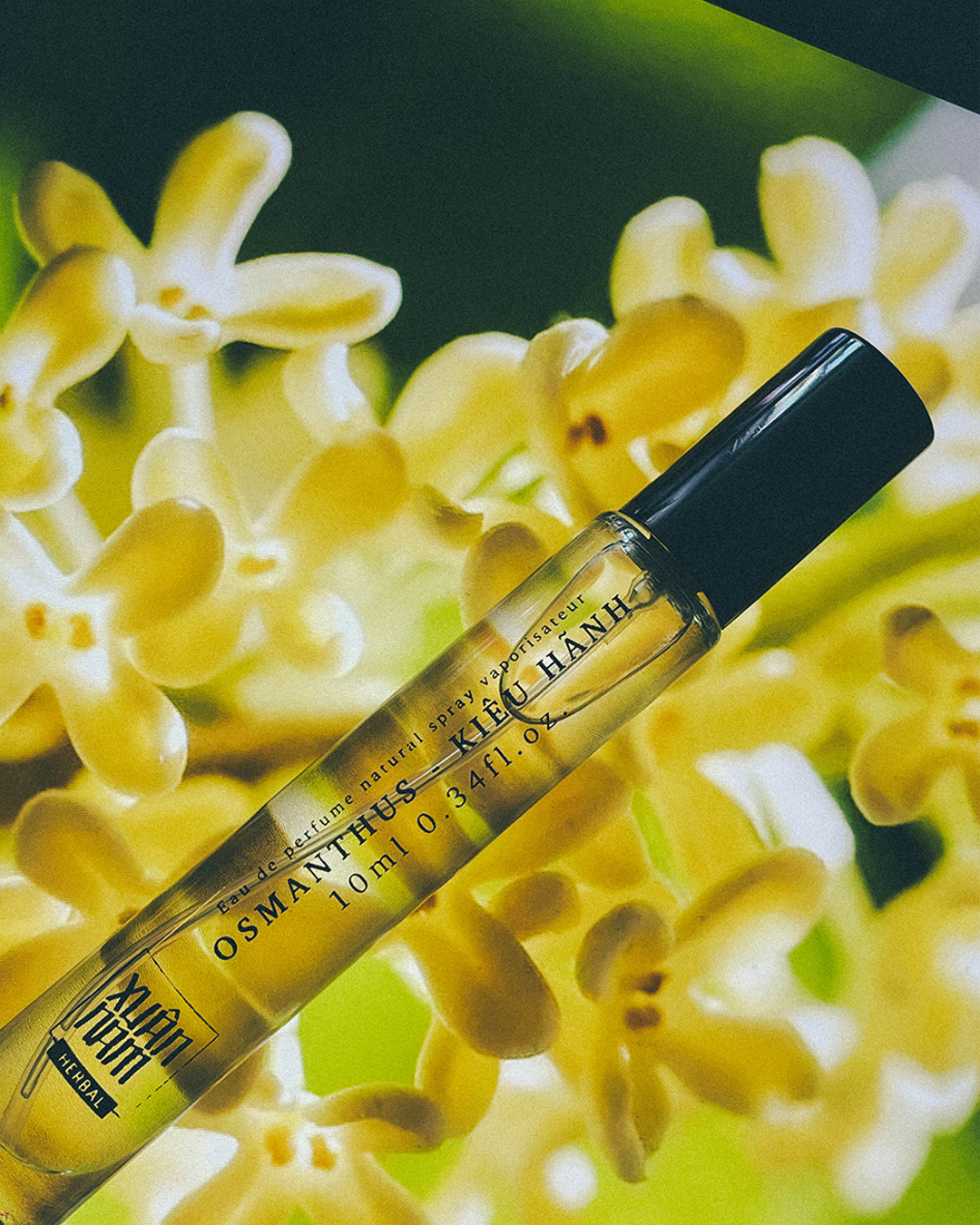 Xuân Nam Herbal 10ml Perfume Studio Stars
